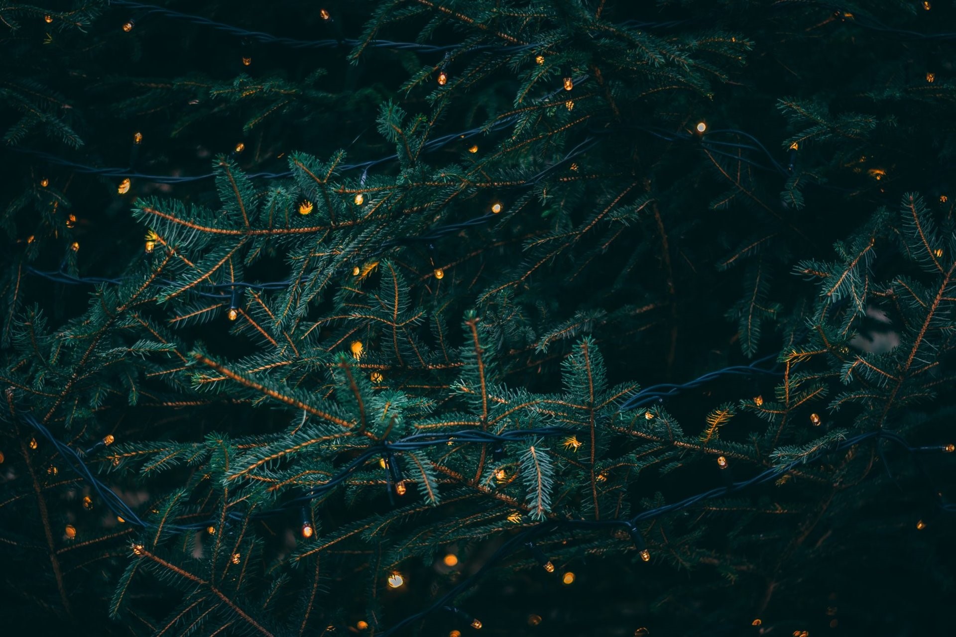 Close up of tree with lights