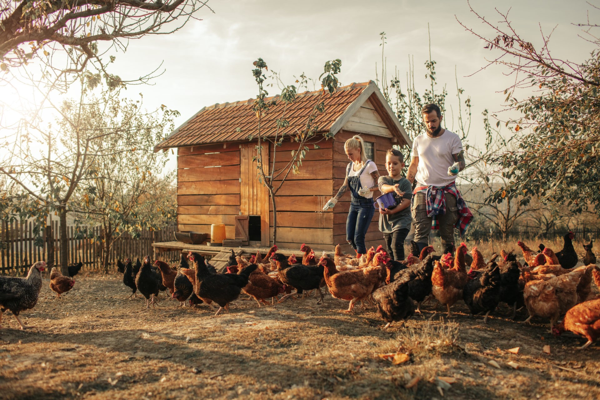 Organic Farm And Free Range Chicken Eggs