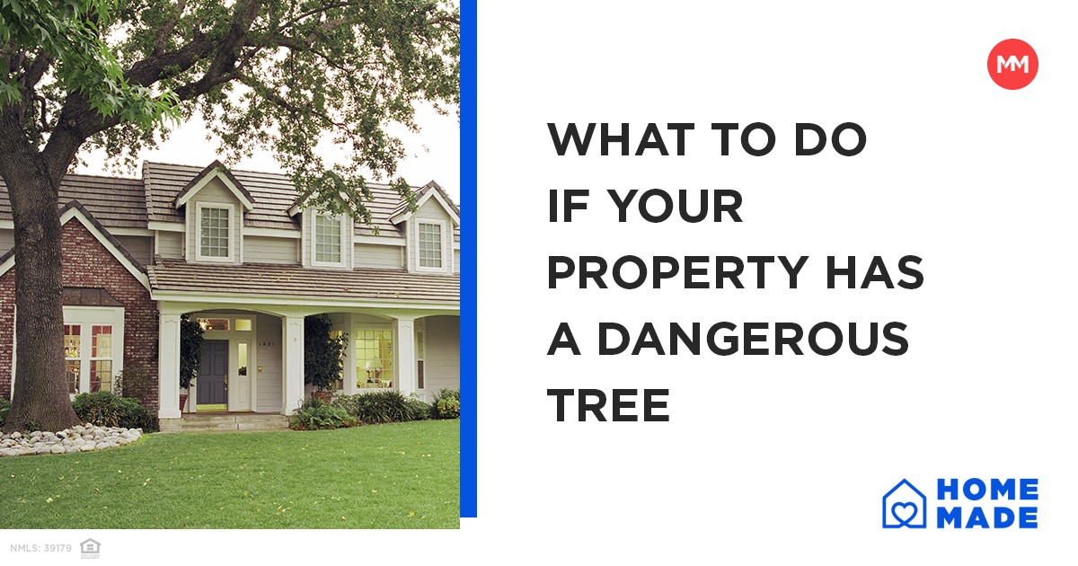 What to do if your property has a dangerous tree | Movement Mortgage Blog
